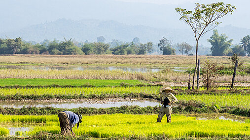 Reisfeld, Arbeiter, Laos