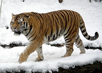 Sibirien Tiere Sibirischer Tiger