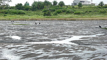 Asphaltsee Asphaltsee auf Trinidad