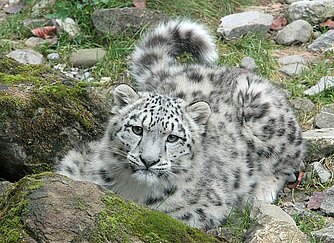 Schneeleopard