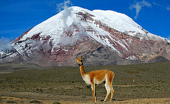 Vikunja am Chimborazo