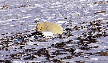 Russland Tiere Eisbär und Polarfuchs